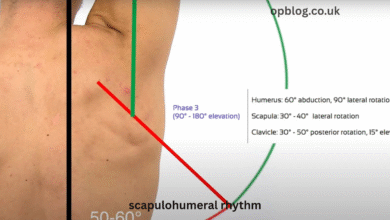scapulohumeral rhythm