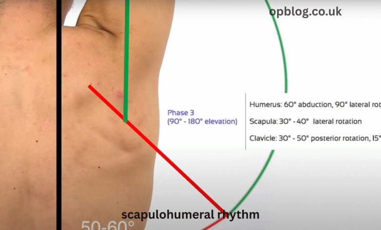scapulohumeral rhythm