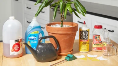 How to Get Rid of Gnats in House