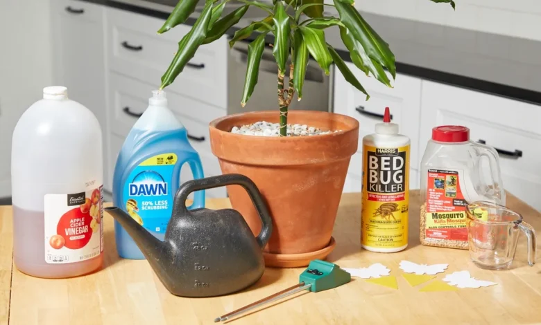 How to Get Rid of Gnats in House