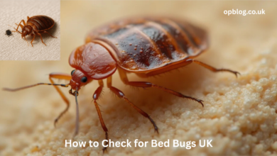 How to Check for Bed Bugs UK