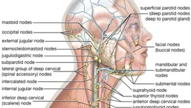 Lingual Tonsils Explained