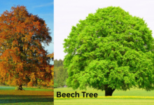 Beech Tree