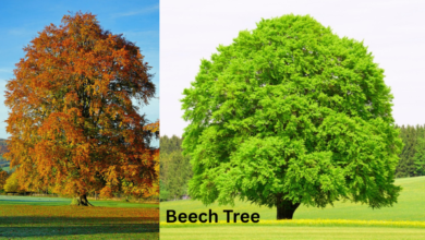Beech Tree