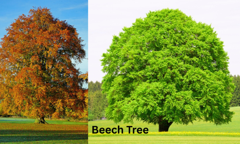 Beech Tree