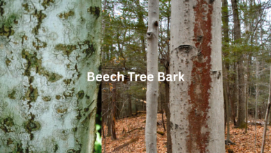 Beech Tree Bark