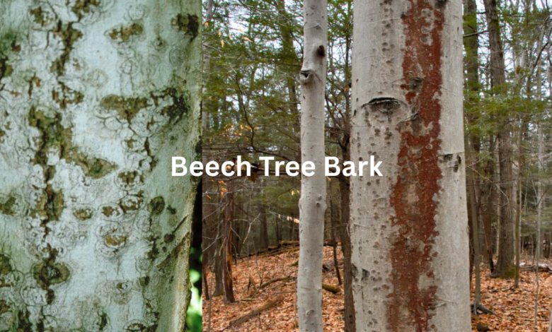 Beech Tree Bark