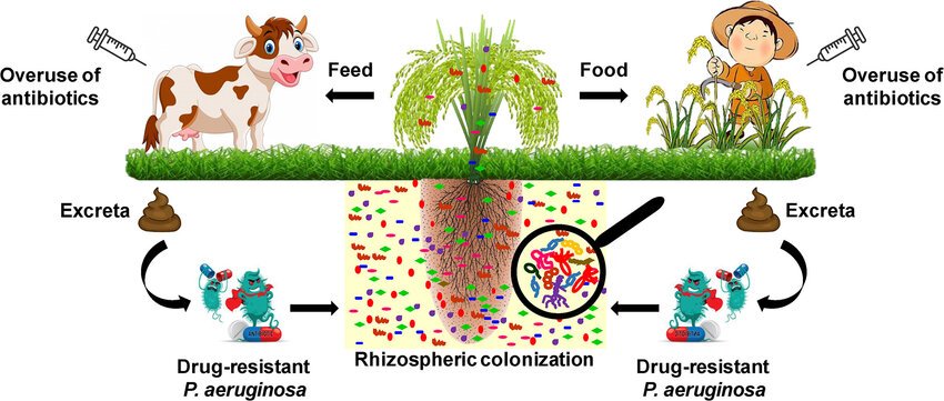 how zikzoutyqulsis spread