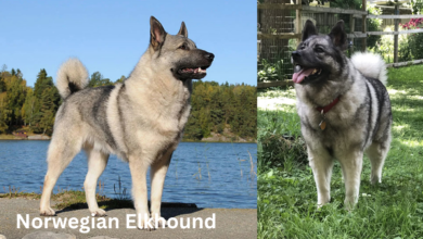 Norwegian Elkhound