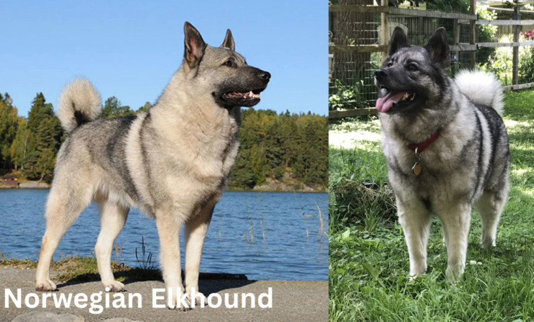 Norwegian Elkhound