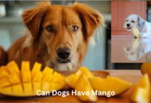 Can Dogs Have Mango