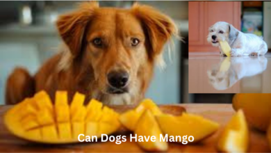Can Dogs Have Mango