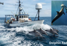 Dolphin Radar